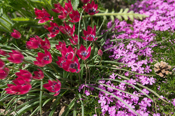 pine cone, tulips, and creeping phlox