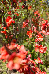 Chaenomeles shrub in bloom