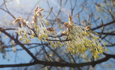 hardwood tree blossoms and blue sky with sunlight