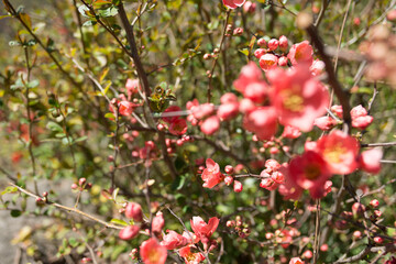 Chaenomeles shrub with pink flowers in the sun