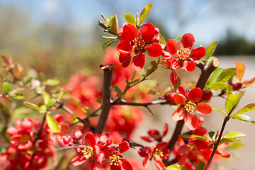 Chaenomeles blossoms on a fair day in spring