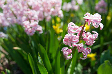 close up of pink hyacinth in the garden