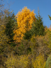 Autumn colors in mountain forests - Gorce Mountains