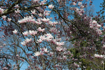 flowering tree in spring on a blue sky background