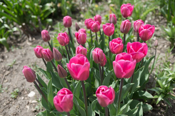 Fototapeta premium pink tulip blossoms and buds in the garden