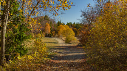 Autumn colors in mountain forests - Gorce Mountains
