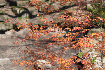 miniature maple with abstract rocky background