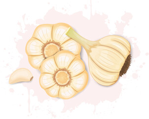 Garlic vegetable vector illustration with garlic cloves from a top view on white background