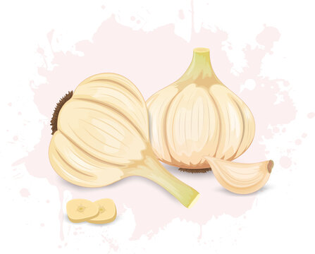 Set of 2 garlic vegetable vector illustrations with garlic cloves and pieces