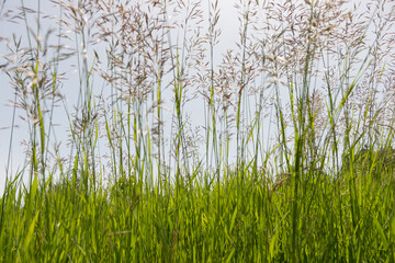 green grass on a gray blue sky