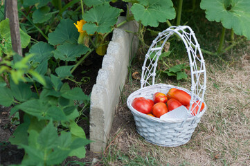 basket of tomatoes