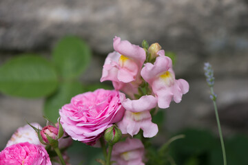 Fototapeta premium pink roses and pink snapdragons on an overcast day