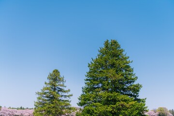 Fototapeta na wymiar pine tree and sky