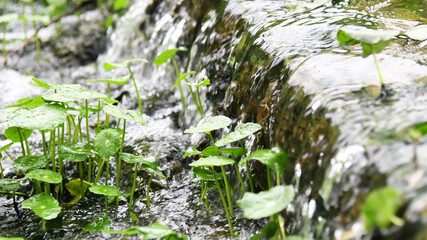 Hydrocotyle vulgaris and water flowing
