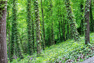 green forest in the morning
