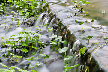Hydrocotyle vulgaris and water flowing