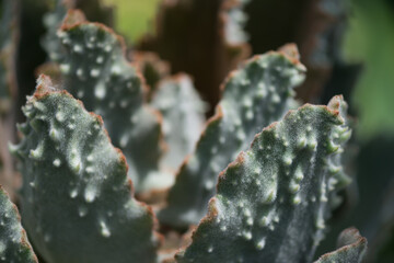Kalanchoe beharensis in strong light (highlighting the 