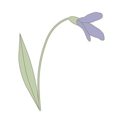 spring flower, vector