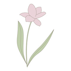spring flower, vector