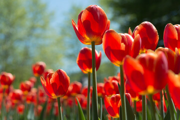 Fototapeta na wymiar tulips on a blue sky with trees