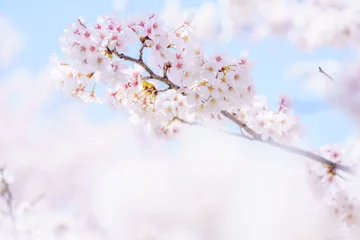 Fleecedeken met foto 青空と満開の桜 © Haru Works