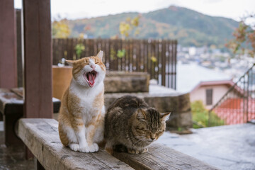 Yawning stray cat in Onomichi City, Hiroshima, Japan　広島県・尾道市 あくびする野良猫