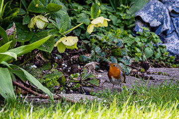 A garden favourite
