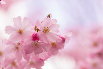 Pink sakura flowers in spring.