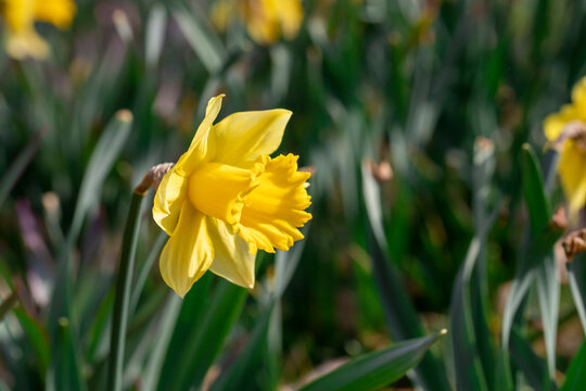 Yellow Daffodils flower field image for spring background
