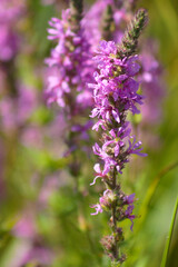 Closeup of purple loosestrife in bloom with selective focus on foreground