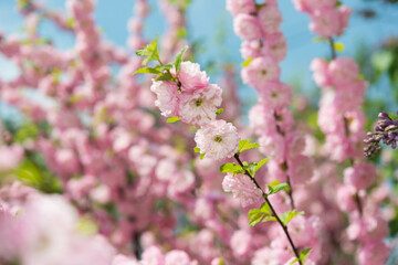 Obraz premium Prunus triloba (flowering plum, almond) on a fair day in spring