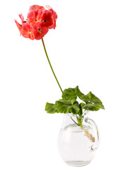 In a glass jar of water, a flowering cutting with homemade geranium leaves to grow the root...