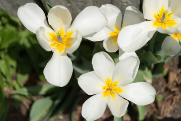 Fototapeta na wymiar white spring flowers - top view