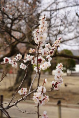 桜　2022年4月
