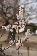 桜　2022年4月