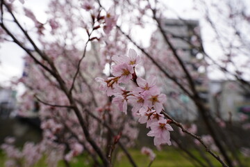 桜　2022年4月
