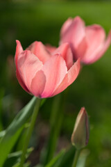 pink tulip brightly lit by the sun