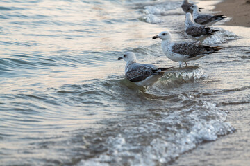 Big seagull on the sea beach at the clear summer evening, wild nature birds