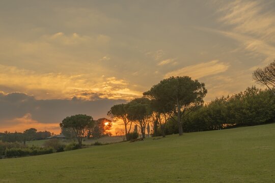 Tramonto con pini marittimi