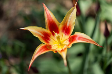 star shaped tulip in the sun
