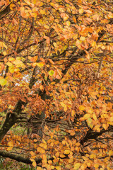 Stunning vibrant close up landscape image of golden beech tree in full color during Autumn