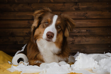 Dog is alone at home entertaining by eating toilet paper. Charming brown Australian Shepherd puppy...