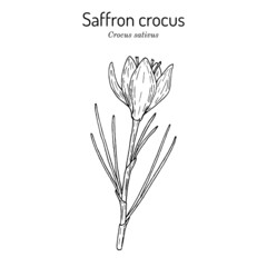 Saffron Crocus sativus , medicinal and ornamental plant