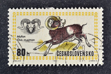 Cancelled postage stamp printed by Czechoslovakia, that shows Mouflon (Ovis musimon), circa 1971.