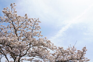 桜と空