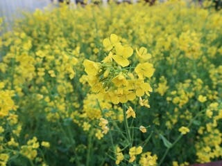 菜の花畑