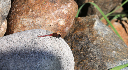 A female common dragonfly resting on a rock.