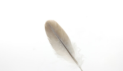 feather quill of dove gray with white background-