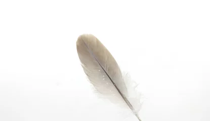 Tableaux sur verre Plumes feather quill of dove gray with white background-
