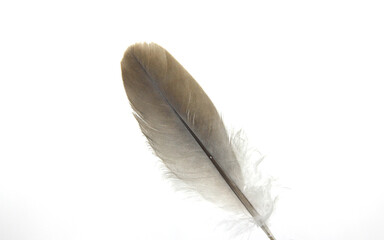 feather quill of dove gray with white background-
